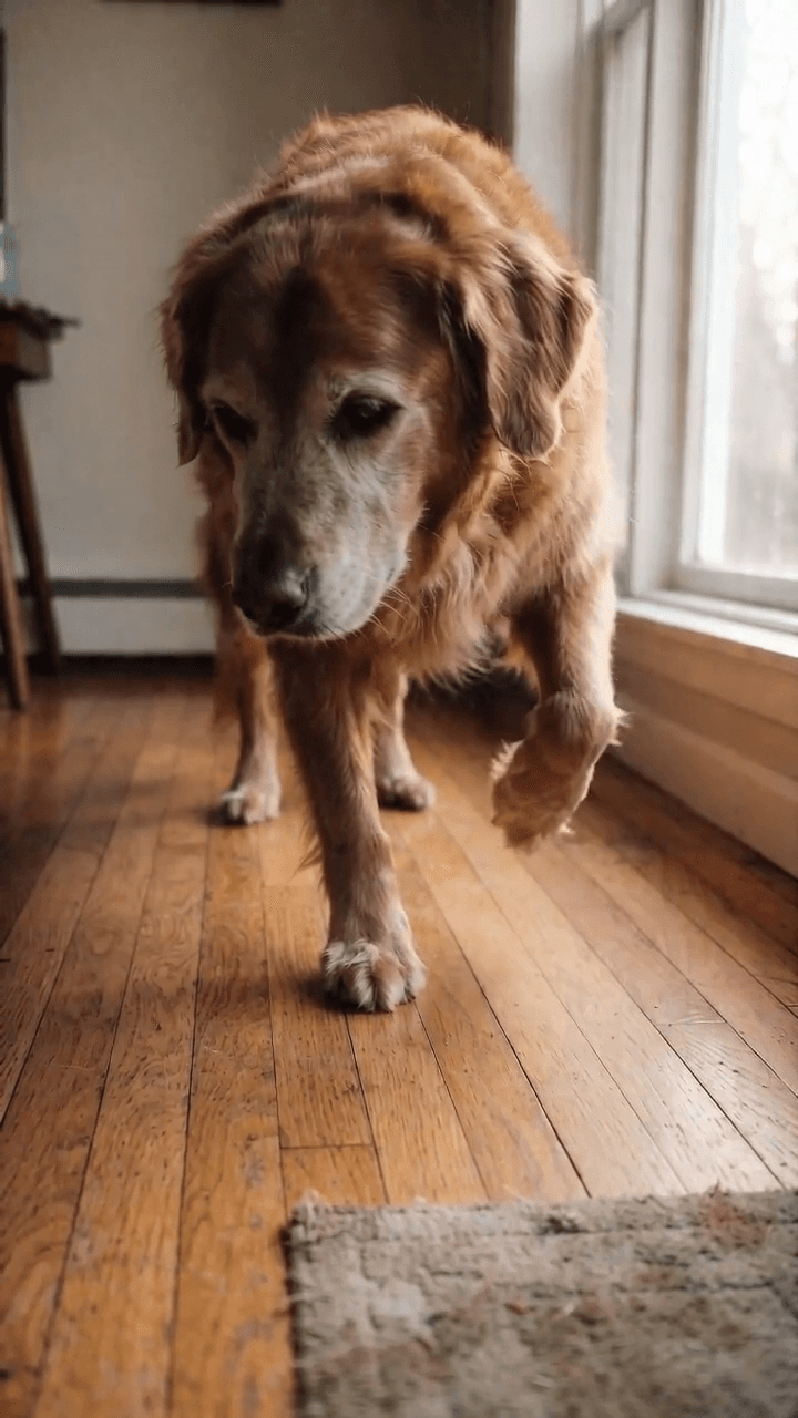 Hand holding a PawKind product bottle with a golden retriever, from the product ad video